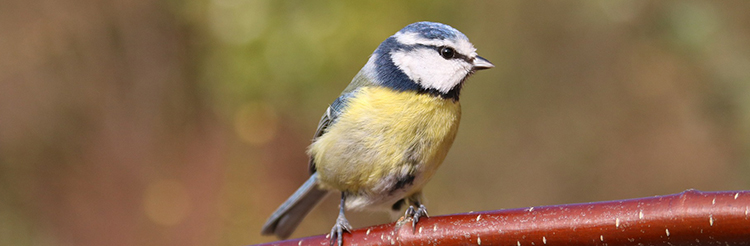 Tempt wild birds to your garden with our excellent range of wild bird seed, fat balls and suet